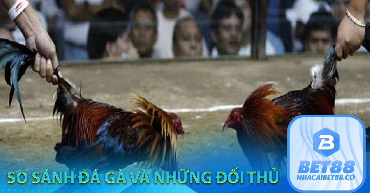 So sánh đá gà và những đối thủ